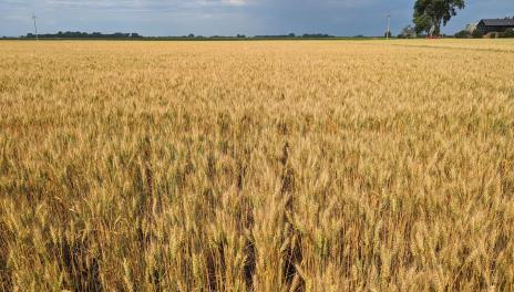 a field of golden wheat
