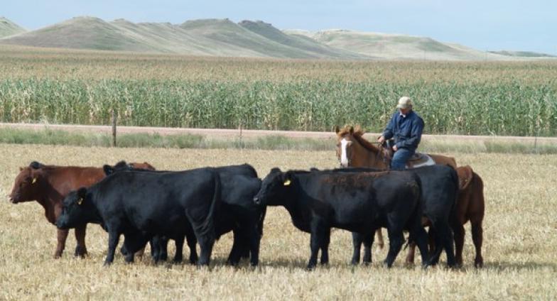 A group of black cattle and brown cattle, accompanied by a person on a brown horse, stand in a field of low, tan grass. In the background there is a green corn field and further back a line of buttes.